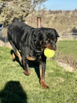 Enlarge Beau, a ADOPTABLE Rottweiler in Madras, OR image 2/4