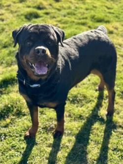 Enlarge Beau, a ADOPTABLE Rottweiler in Madras, OR image 3/4