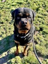 Enlarge Beau, a ADOPTABLE Rottweiler in Madras, OR image 1/4