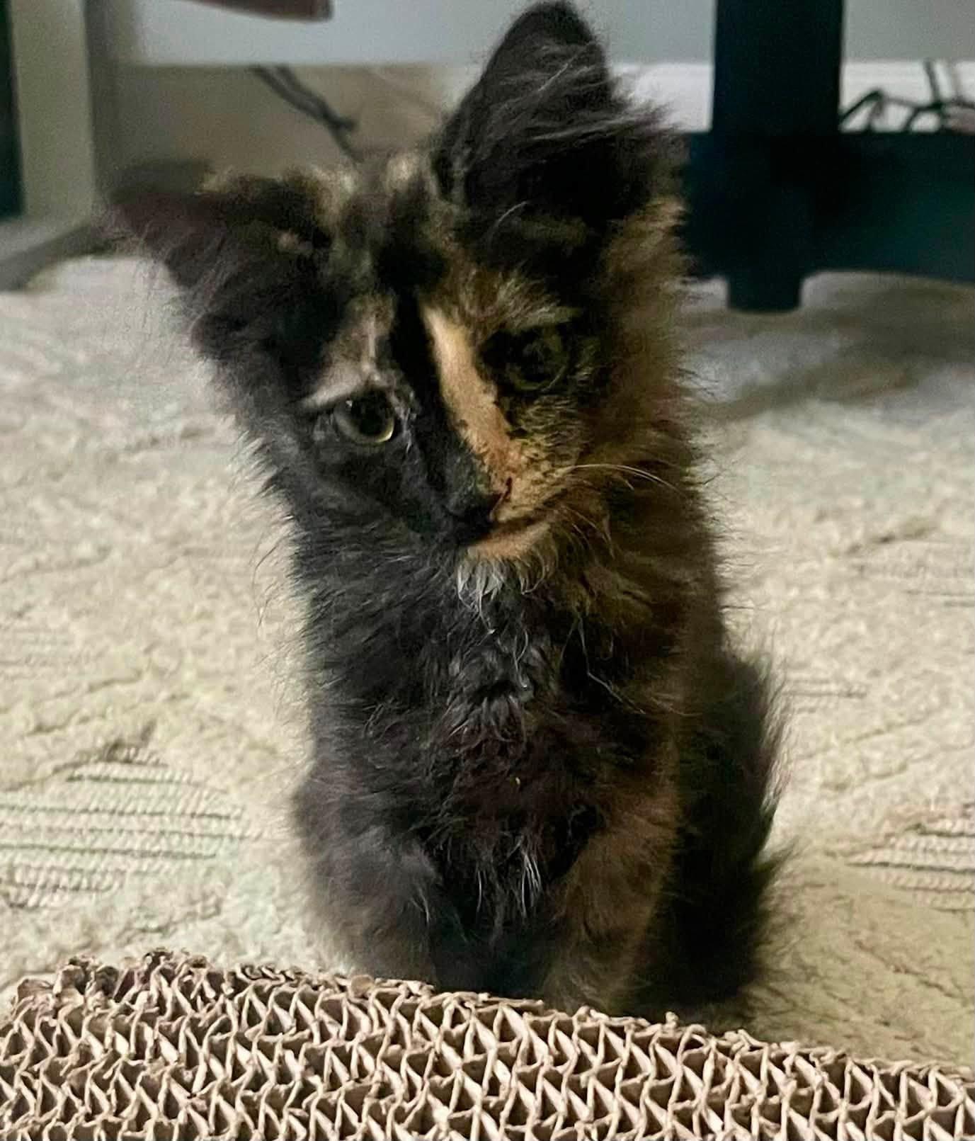 Dionne, adopted, Kitten Female Tortoiseshell.
