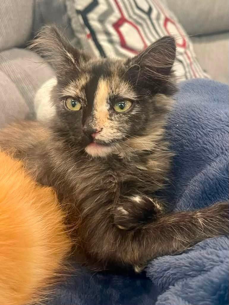 Enlarge Dionne, an adopted Tortoiseshell in Succasunna, NJ image 3/3