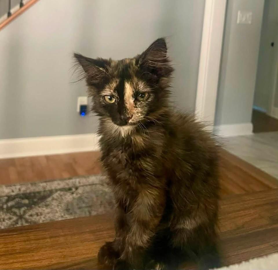 Enlarge Dionne, an adopted Tortoiseshell in Succasunna, NJ image 2/3