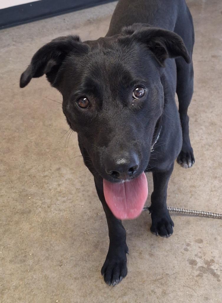 Dragon, Adoptable, Young Male Labrador Retriever & Mixed Breed.