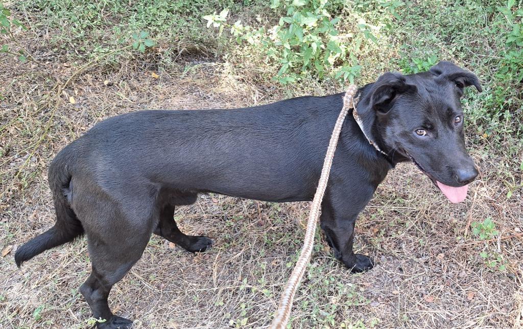 Enlarge Dragon, a Adoptable mixed breed in Lockhart, TX image 2/3
