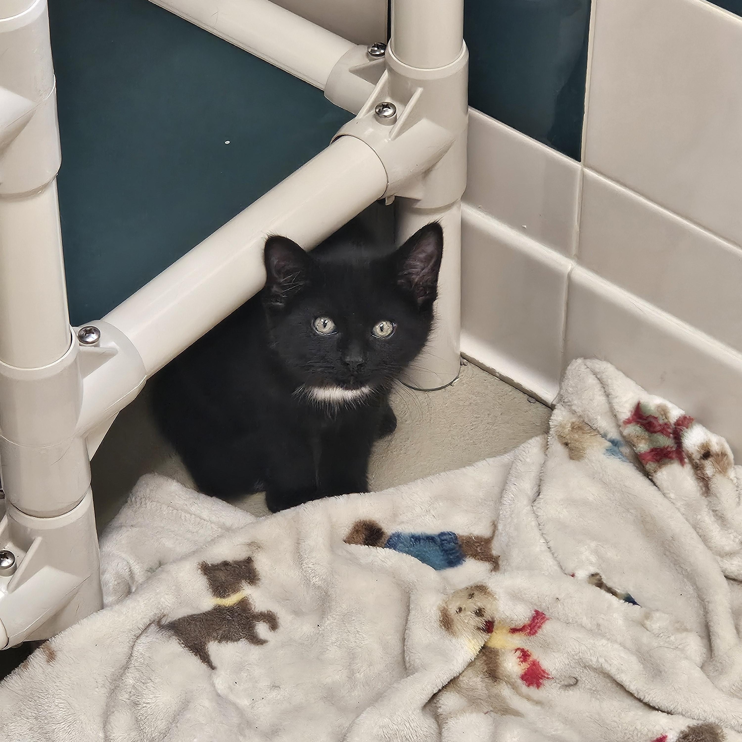 Enlarge Pepper, a Adoptable Domestic Short Hair in Bluffton, IN image 1/1