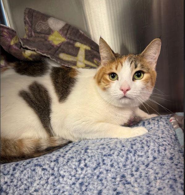 Perla - Bonded w/ Peter, Adoptable, Adult Female Domestic Short Hair.