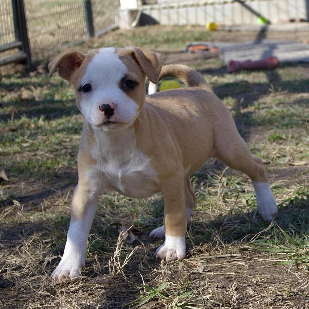 Enlarge Joyce Byers, an adopted mixed breed in Godfrey, IL image 6/6
