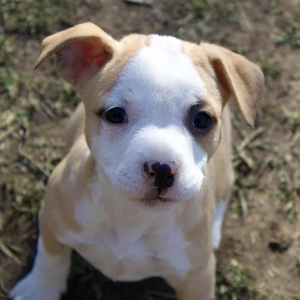 Enlarge Joyce Byers, an adopted mixed breed in Godfrey, IL image 2/6