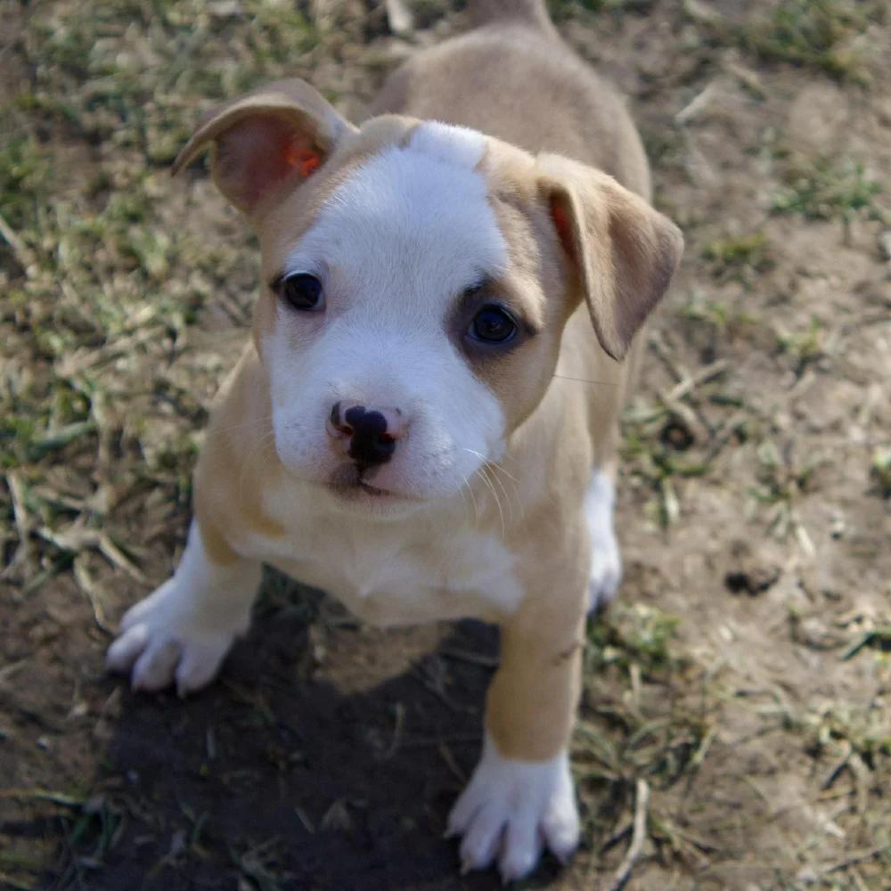 Enlarge Joyce Byers, an adopted mixed breed in Godfrey, IL image 5/6