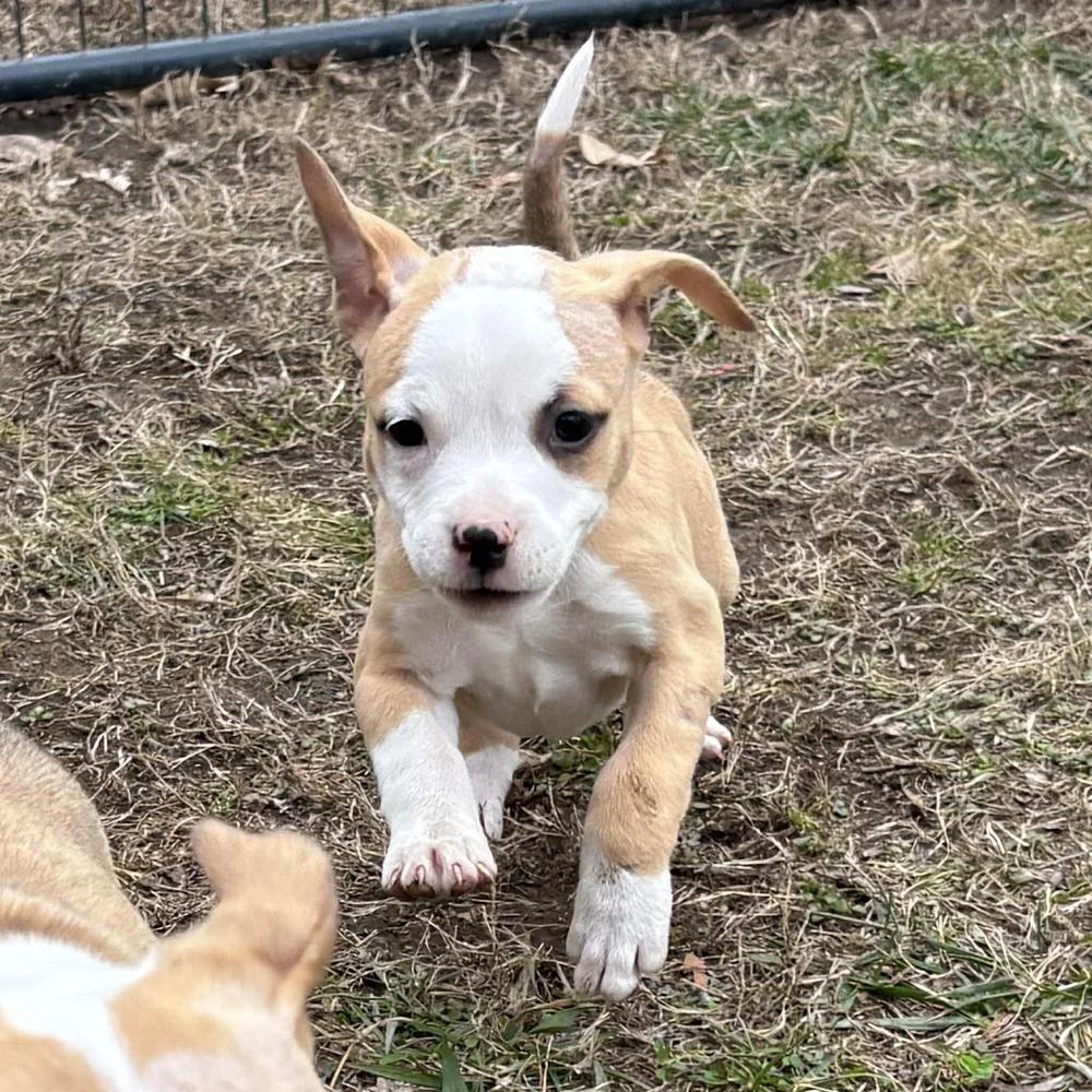 Enlarge Joyce Byers, an adopted mixed breed in Godfrey, IL image 3/6