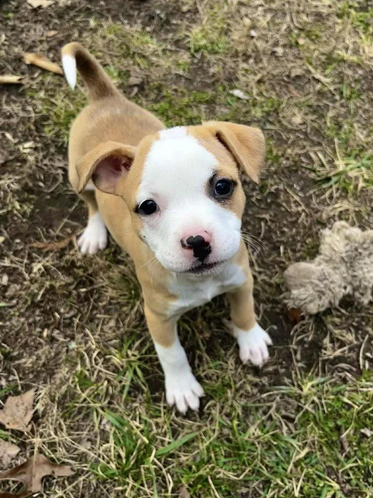 Enlarge Joyce Byers, an adopted mixed breed in Godfrey, IL image 4/6
