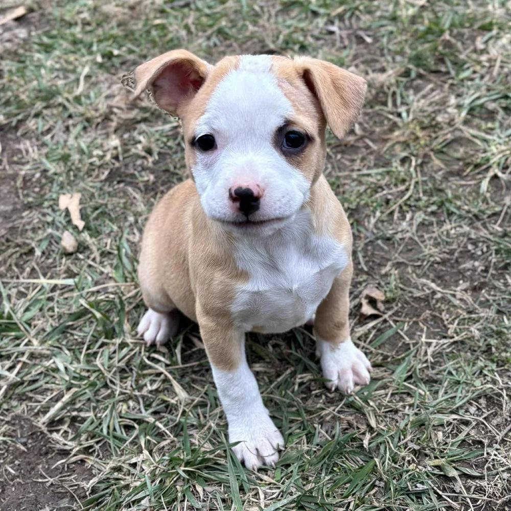 Enlarge Joyce Byers, an adopted mixed breed in Godfrey, IL image 1/6
