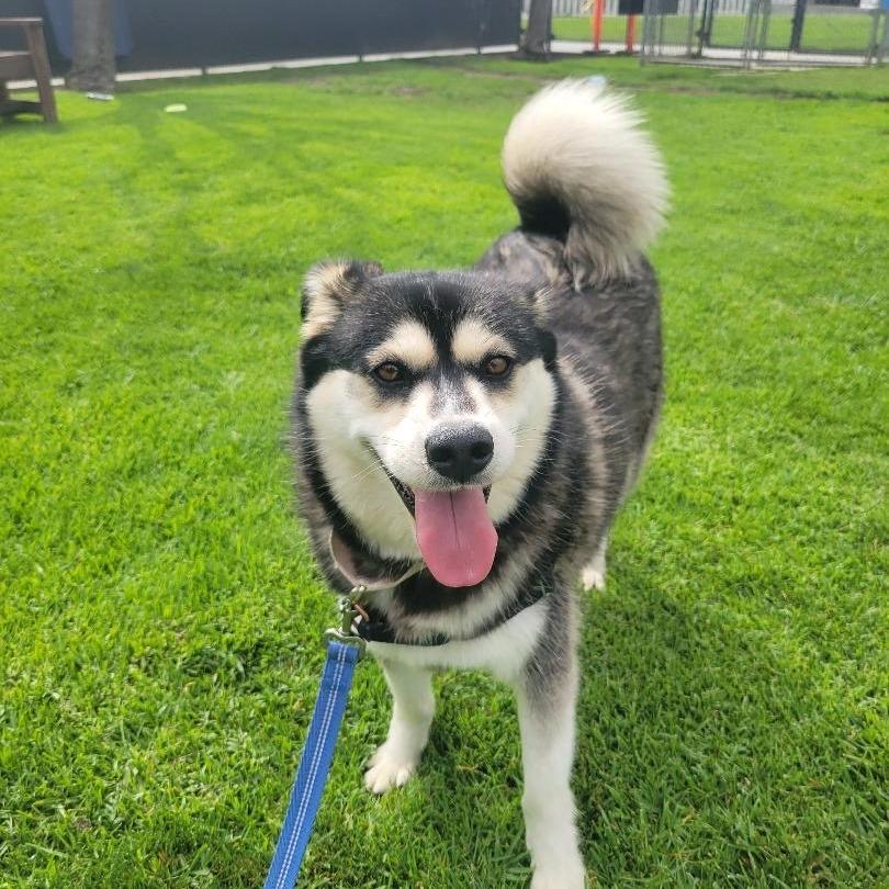 Eggo, Adoptable, Adult Male Husky.