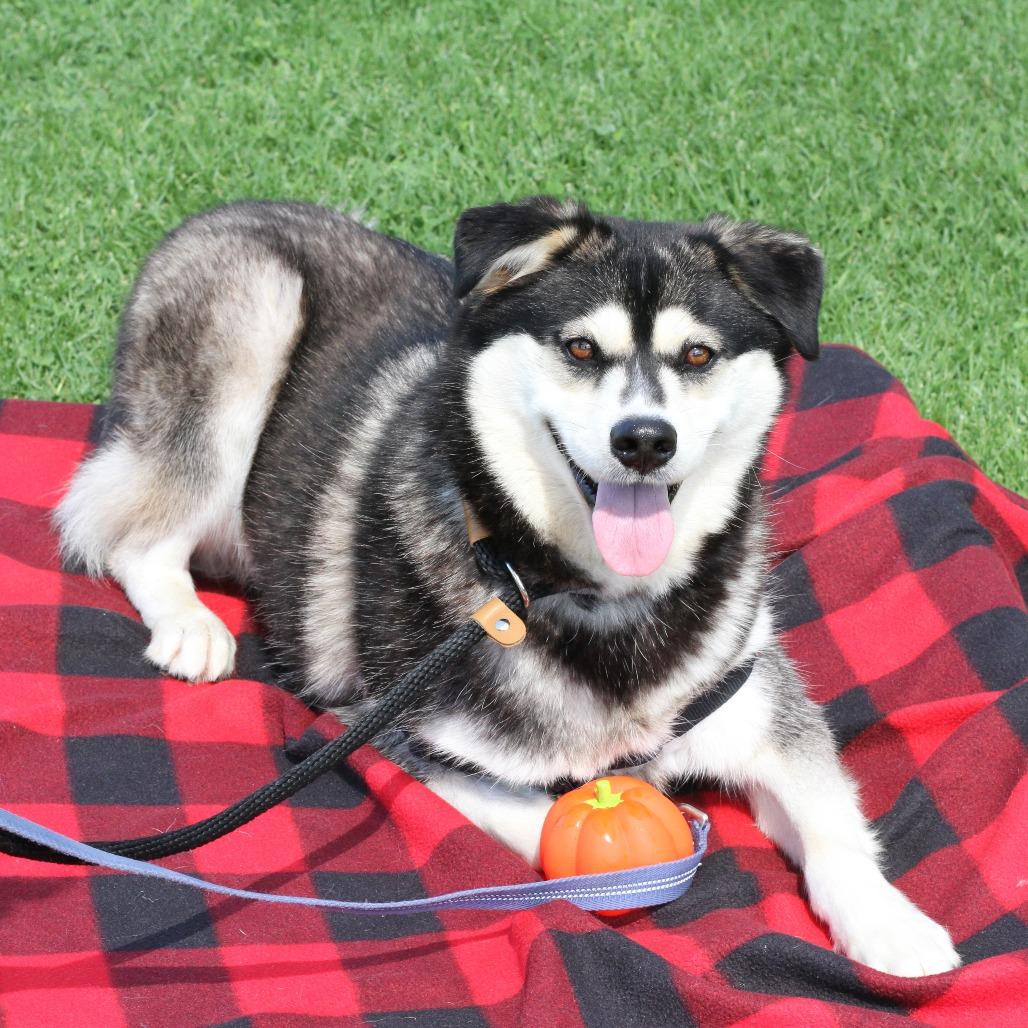 Eggo, a Adoptable Husky in Hawthorne, CA image 3/4