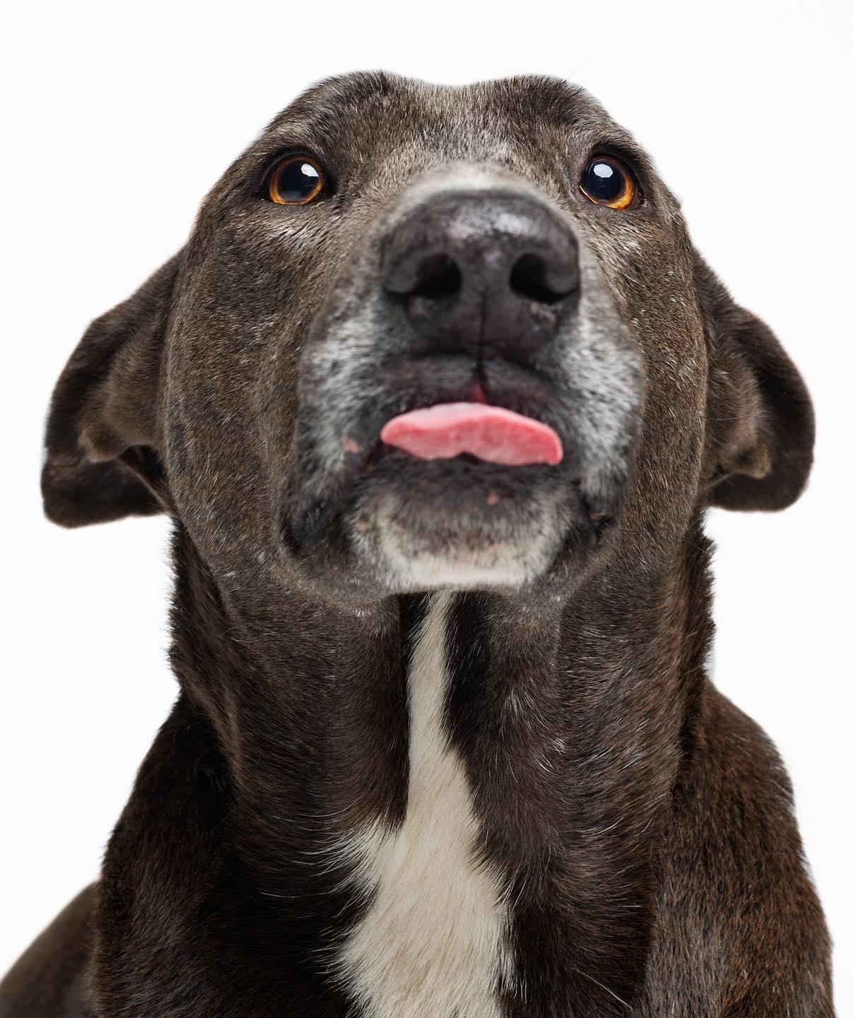 Enlarge Stallone, a Adoptable mixed breed in Houston, TX image 1/6