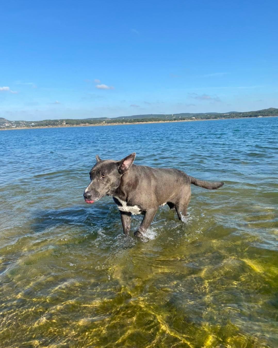 Enlarge Stallone, a Adoptable mixed breed in Houston, TX image 4/6