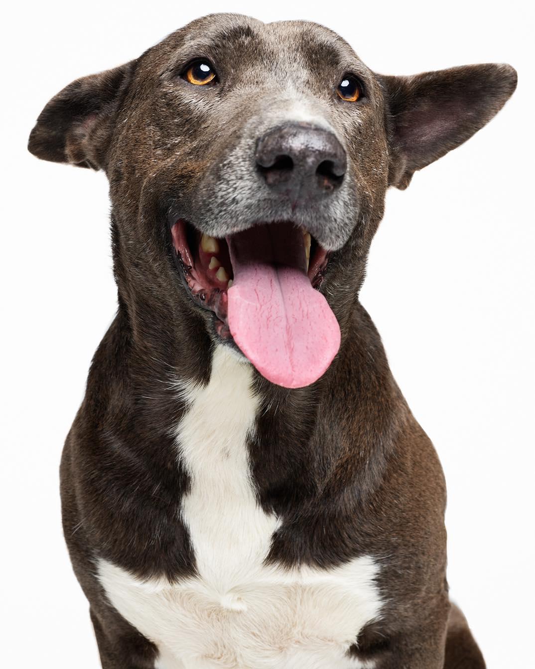 Enlarge Stallone, a Adoptable mixed breed in Houston, TX image 5/6