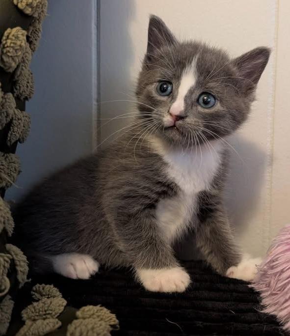 Sterling, adopted, Kitten Male Tuxedo.