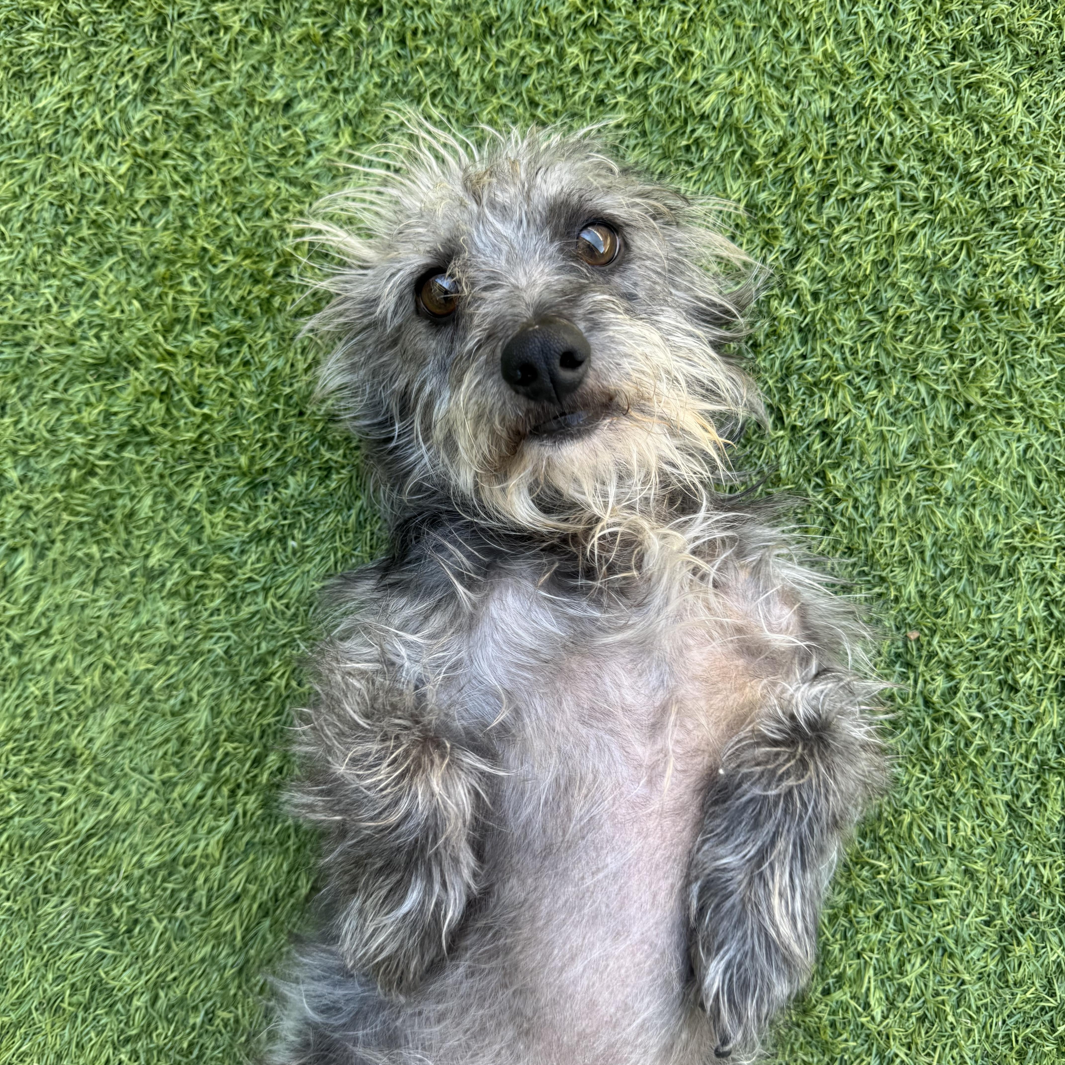 Benny, Adoptable, Young Male Mixed Breed.