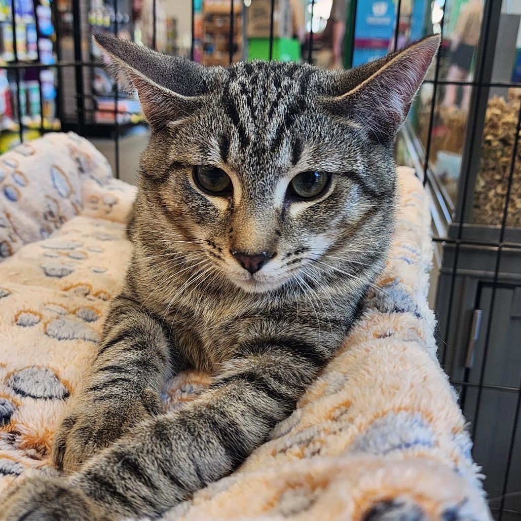 Enlarge Banks, a Adoptable Domestic Short Hair in Greenville, NC image 1/1