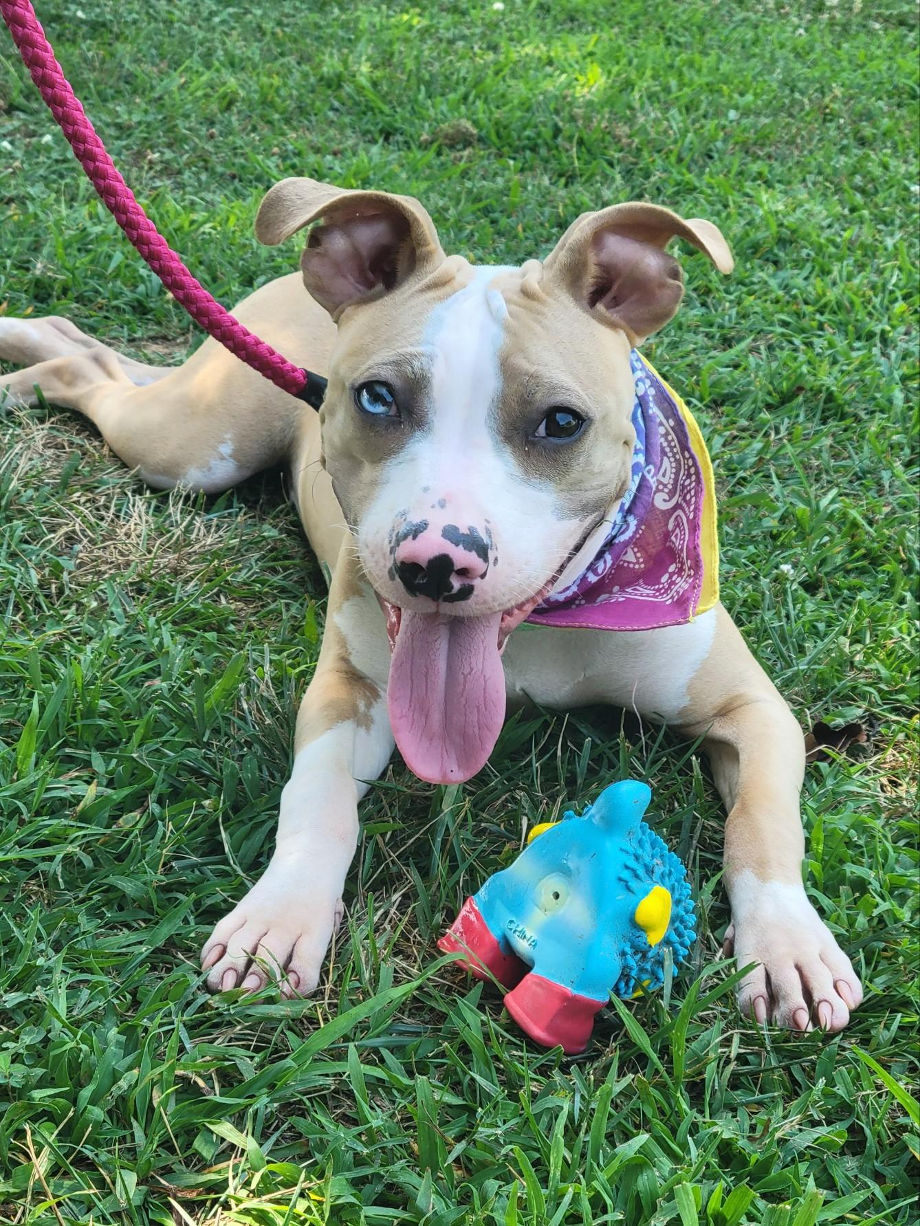 Enlarge Rose, a Adopted mixed breed in Statesville, NC image 2/6