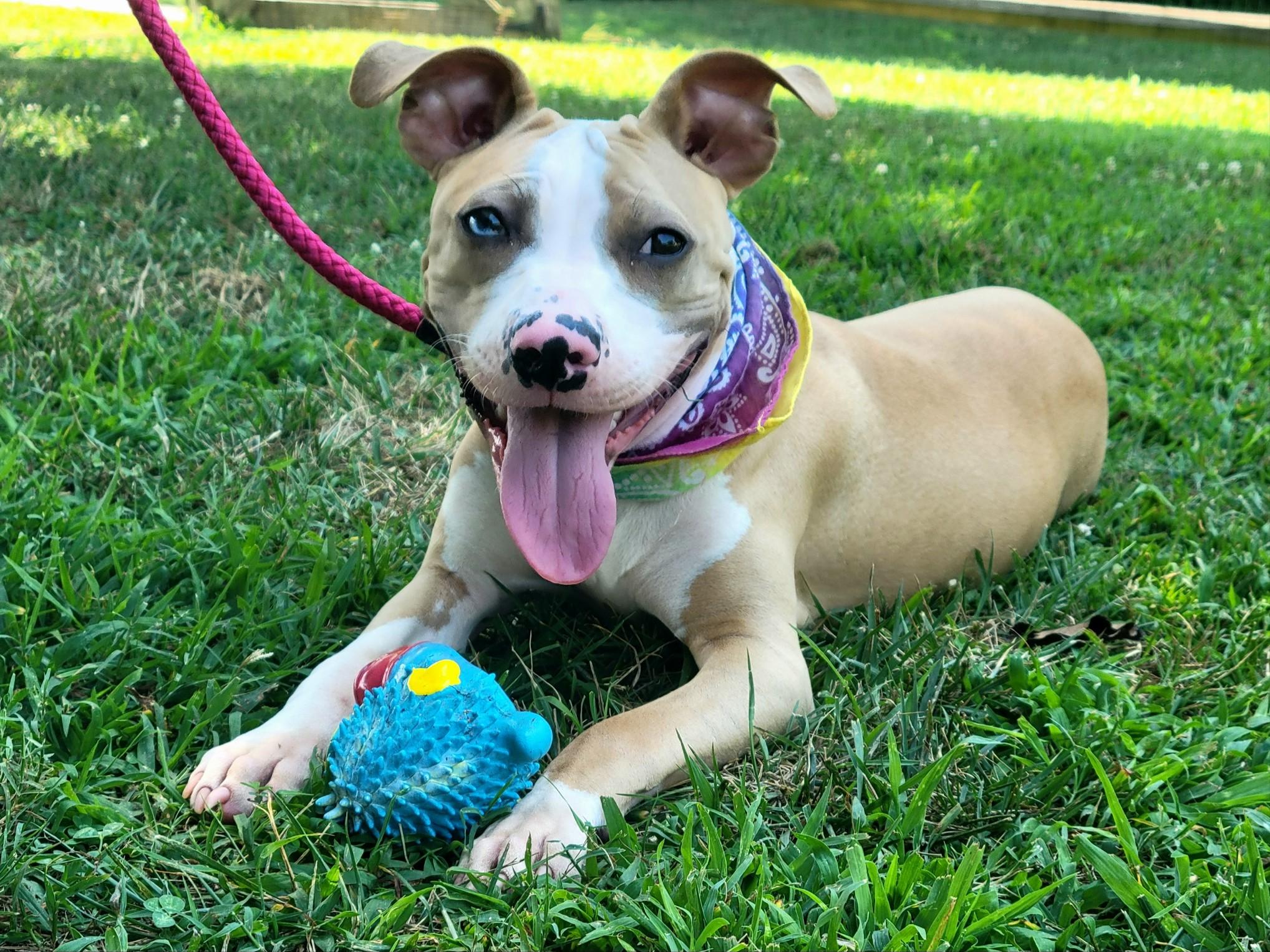 Enlarge Rose, a Adopted mixed breed in Statesville, NC image 3/6