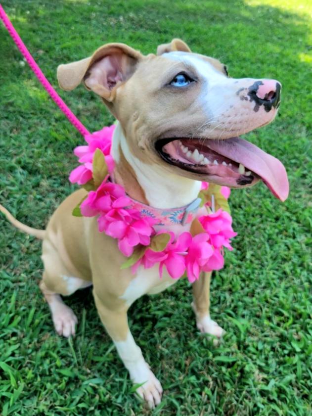 Enlarge Rose, a Adopted mixed breed in Statesville, NC image 1/6