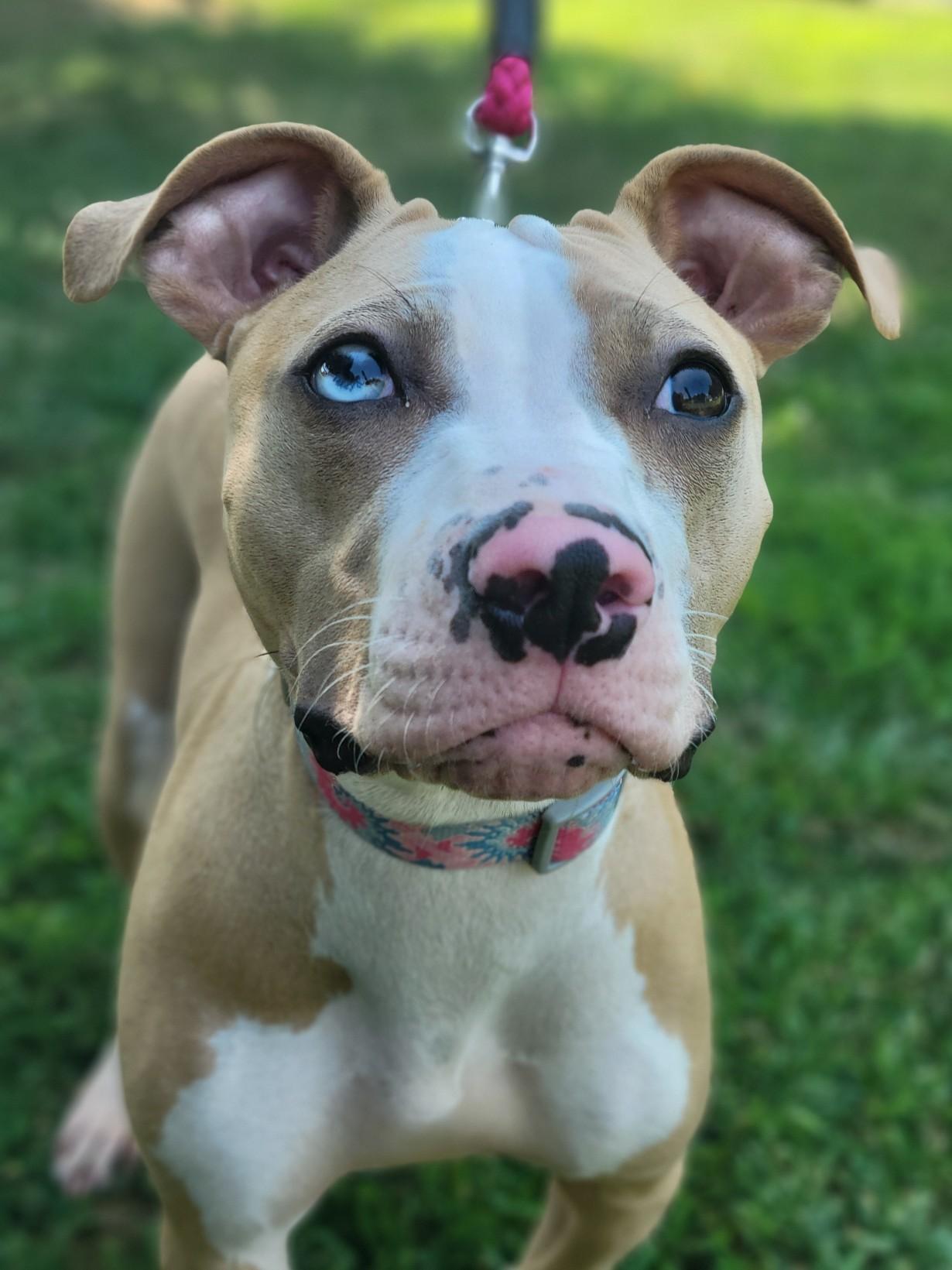 Enlarge Rose, a Adopted mixed breed in Statesville, NC image 4/6
