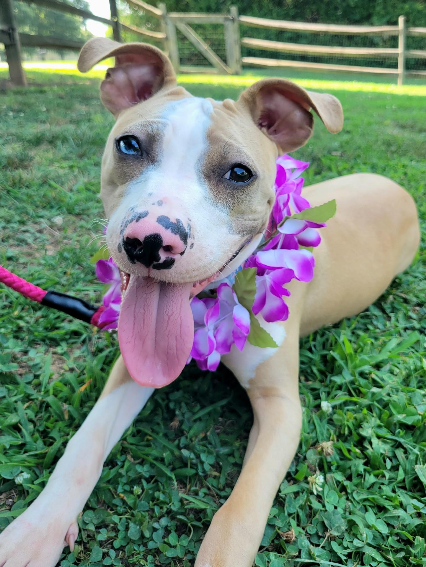 Enlarge Rose, a Adopted mixed breed in Statesville, NC image 5/6