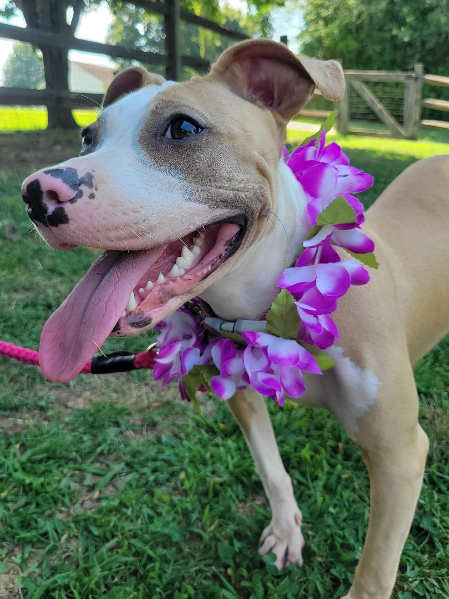 Enlarge Rose, a Adopted mixed breed in Statesville, NC image 6/6