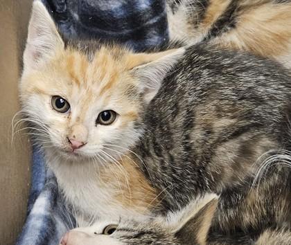 Trixie Duck, a Adoptable mixed breed in Edgewood, NM image 1/4