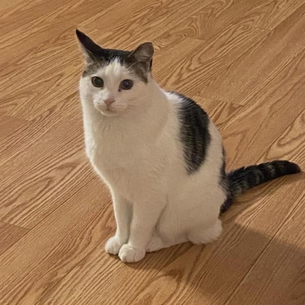 Lost Hopper is lost in Byron MN, a Adoptable Domestic Short Hair in Rochester, MN image 1/2