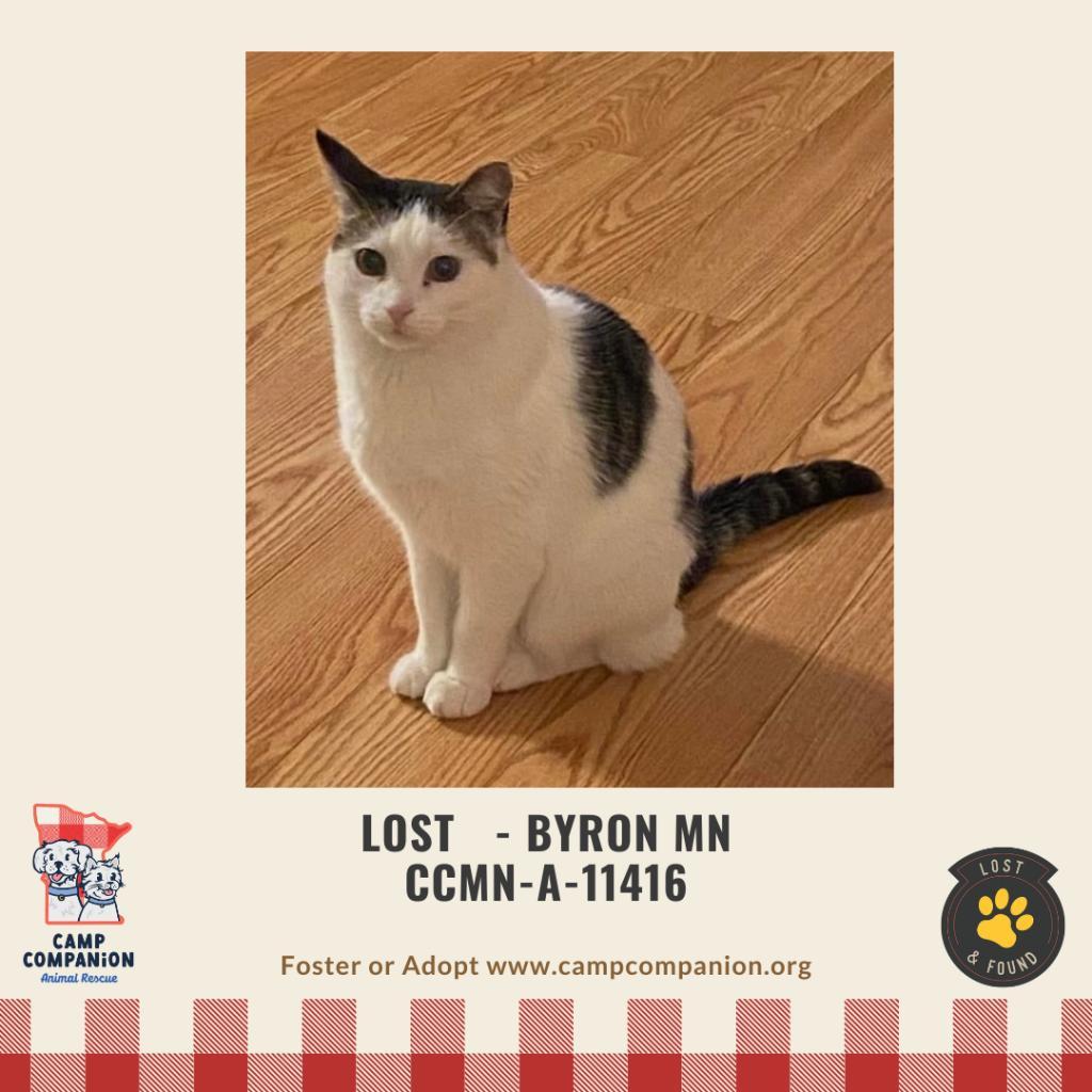 Lost Hopper is lost in Byron MN, a Adoptable Domestic Short Hair in Rochester, MN image 2/2