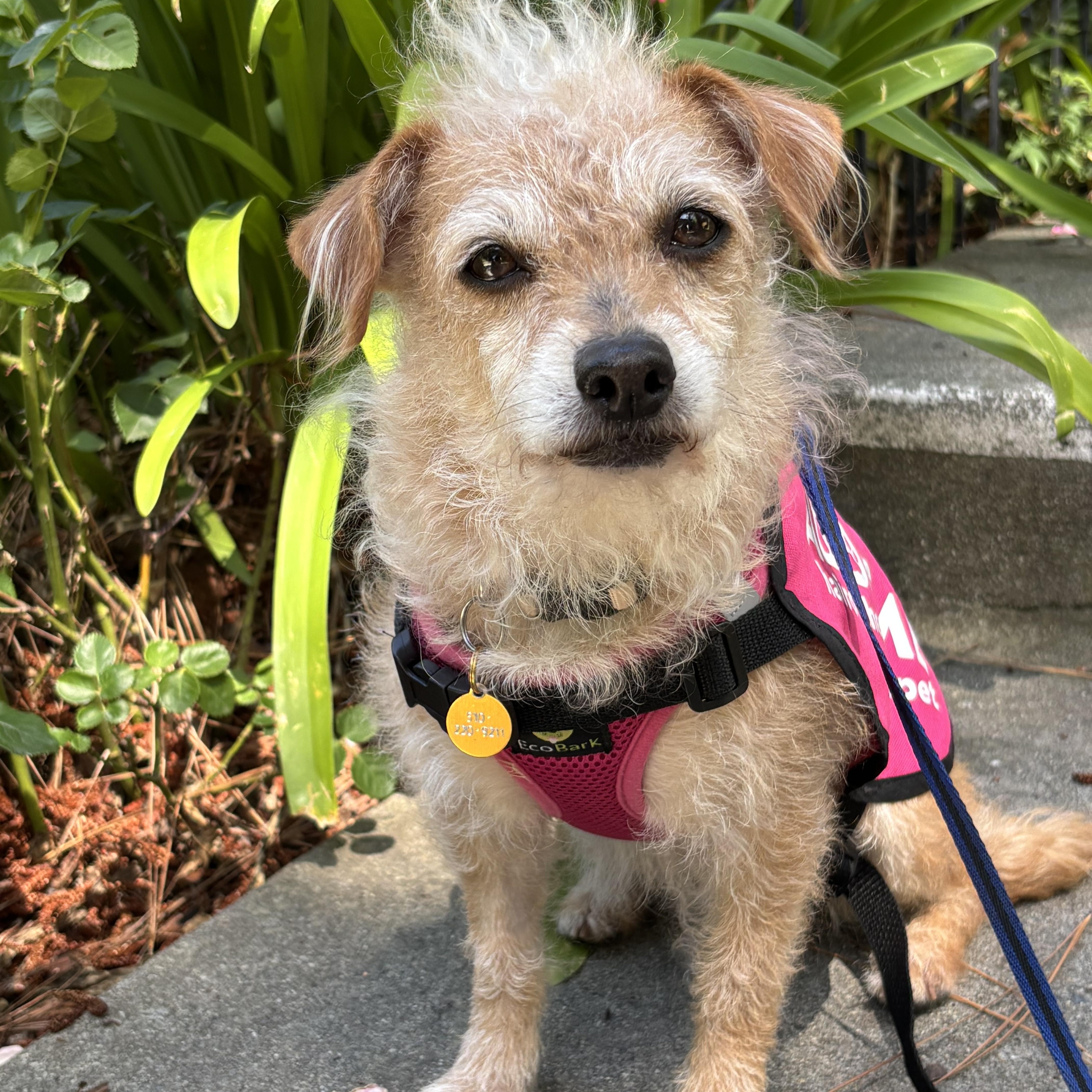 Enlarge Stella, an adopted mixed breed in Oakland, CA image 1/4