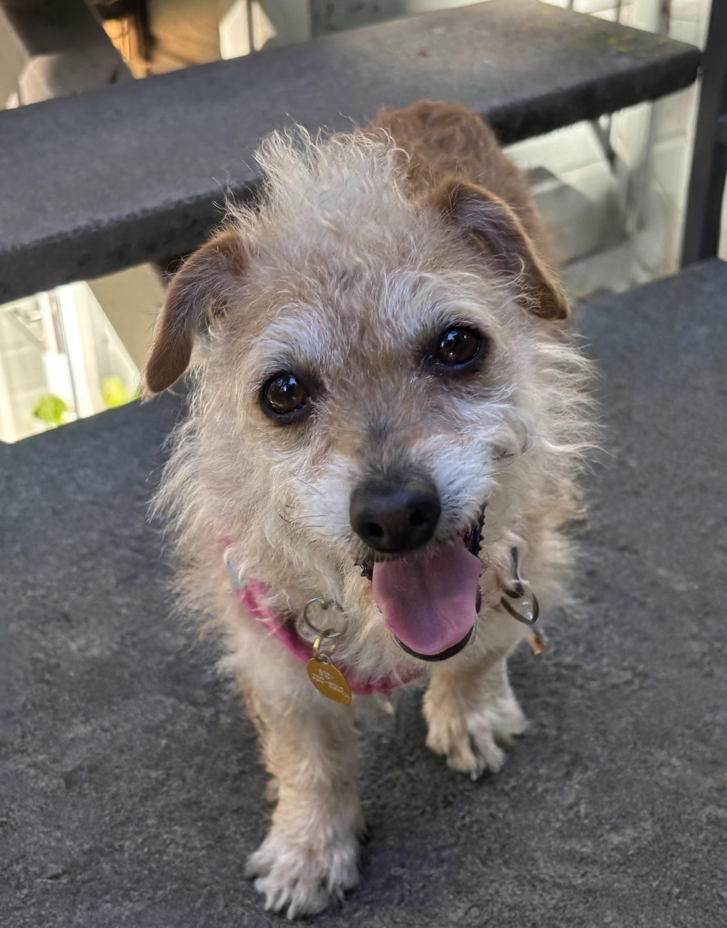 Enlarge Stella, an adopted mixed breed in Oakland, CA image 4/4