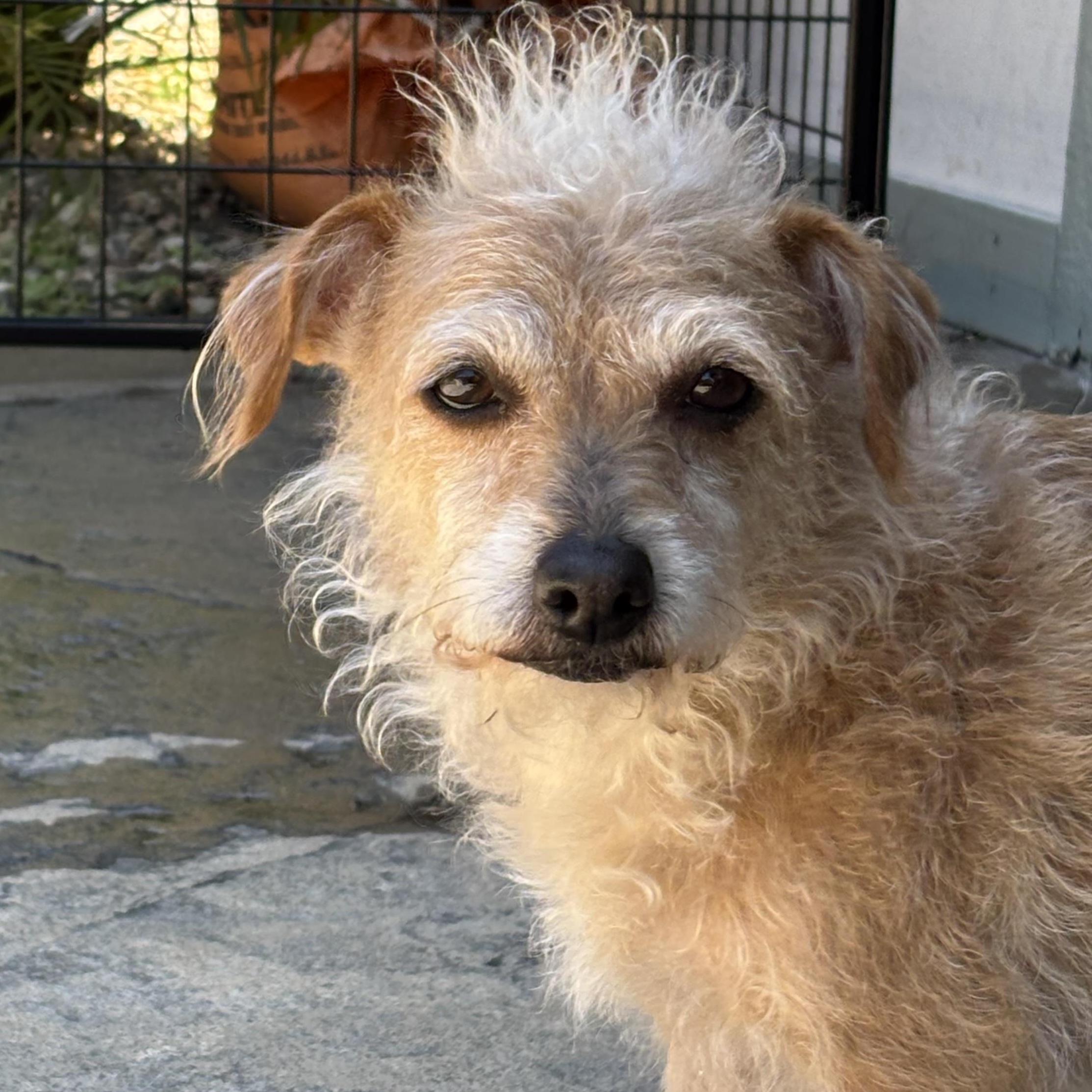 Enlarge Stella, an adopted mixed breed in Oakland, CA image 3/4