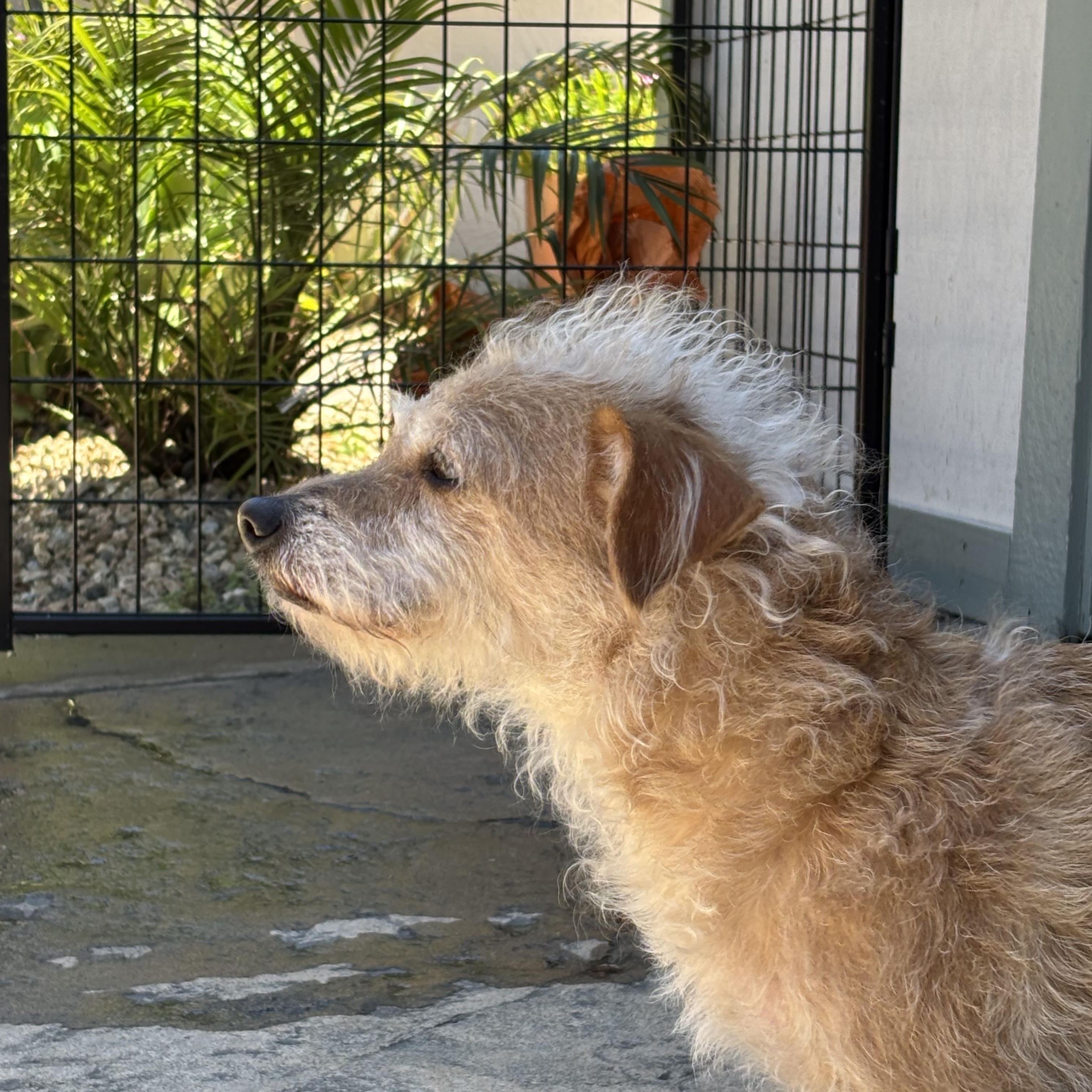Enlarge Stella, an adopted mixed breed in Oakland, CA image 2/4