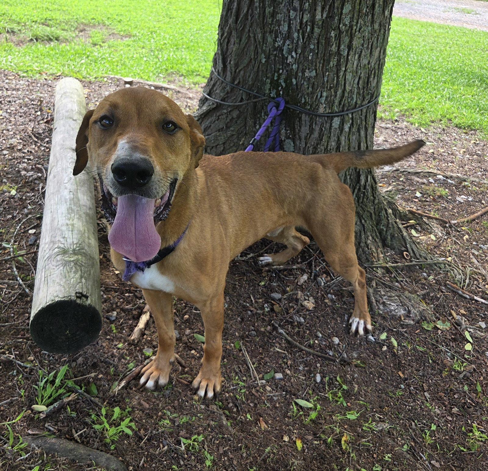 Enlarge Oscar, a Adoptable mixed breed in Attalla, AL image 1/3