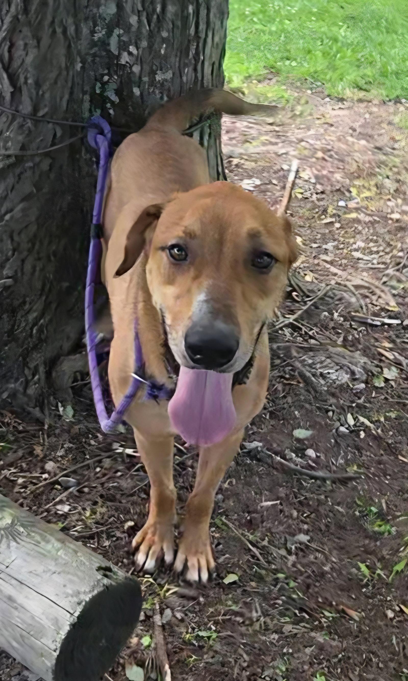 Enlarge Oscar, a Adoptable mixed breed in Attalla, AL image 2/3