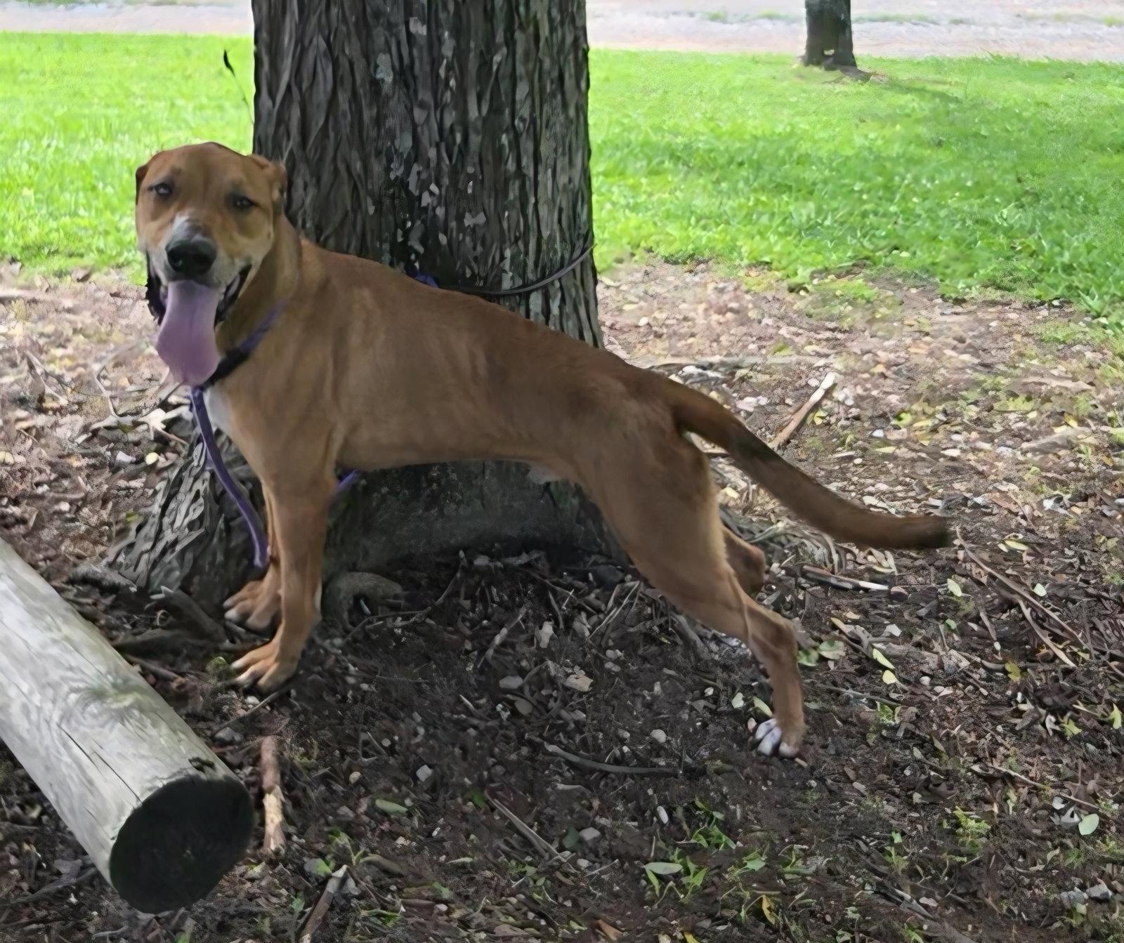 Enlarge Oscar, a Adoptable mixed breed in Attalla, AL image 3/3