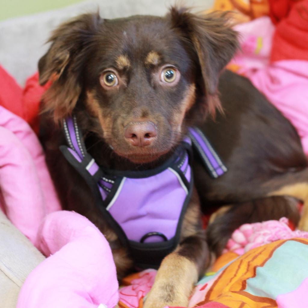 AUTUMN, Adoptable, Adult Female Australian Shepherd & Mixed Breed.