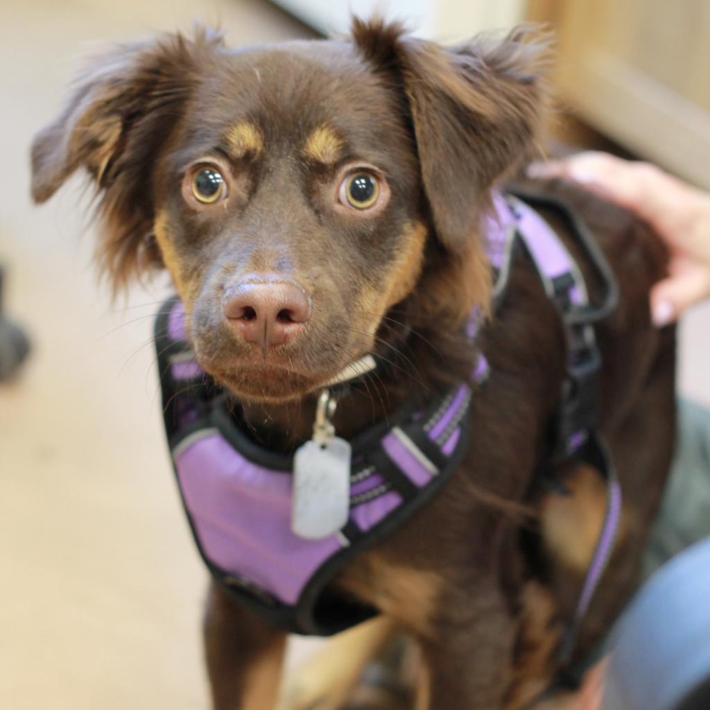 Enlarge AUTUMN, a Adoptable mixed breed in Kyle, TX image 2/3