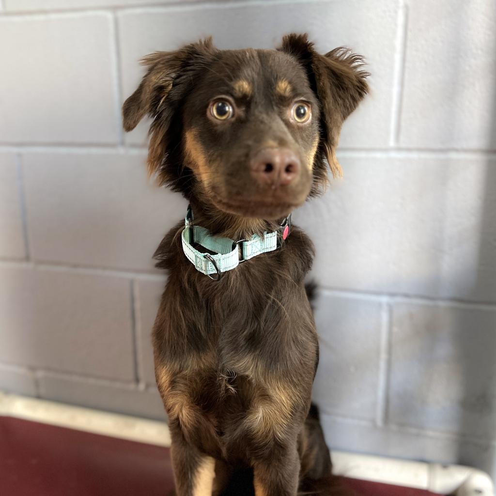 Enlarge AUTUMN, a Adoptable mixed breed in Kyle, TX image 3/3