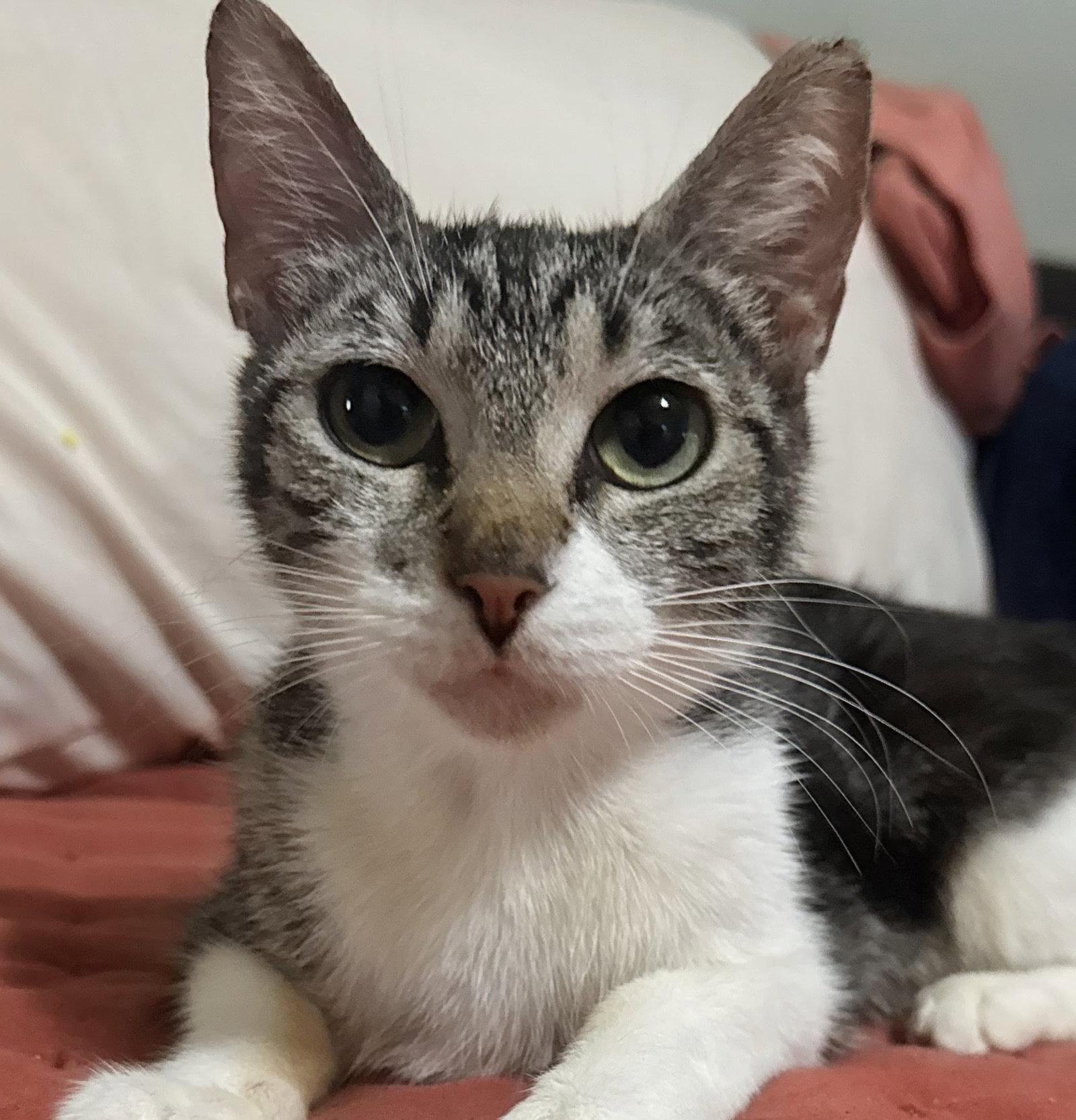 Annie, Adoptable, Adult Female Tabby & American Shorthair.