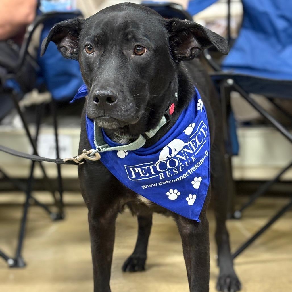 Zoe, Adoptable, Adult Female Black Labrador Retriever & German Shepherd Dog.