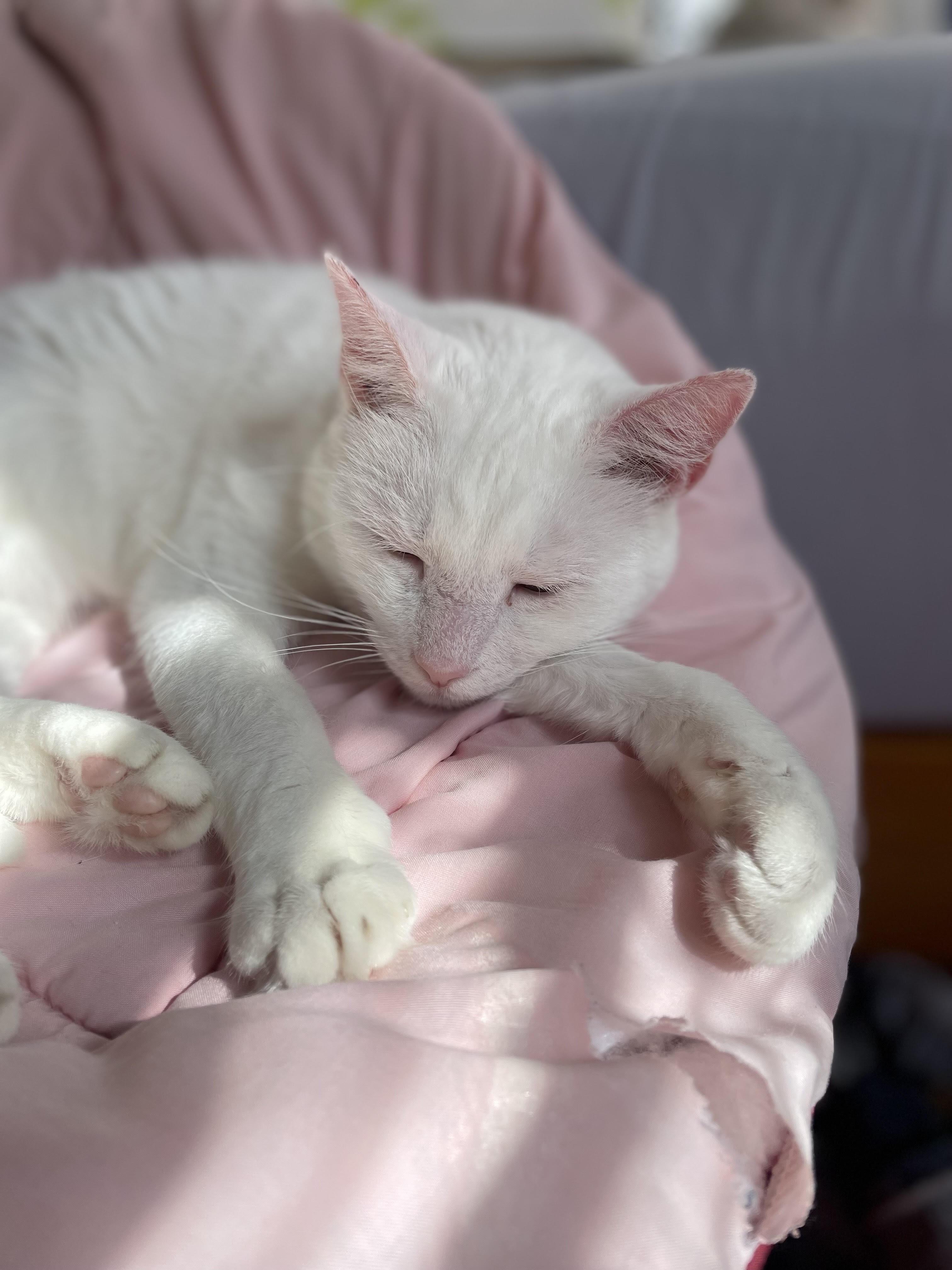 Savannah, a Adoptable Domestic Short Hair in Philadelphia, PA image 1/5