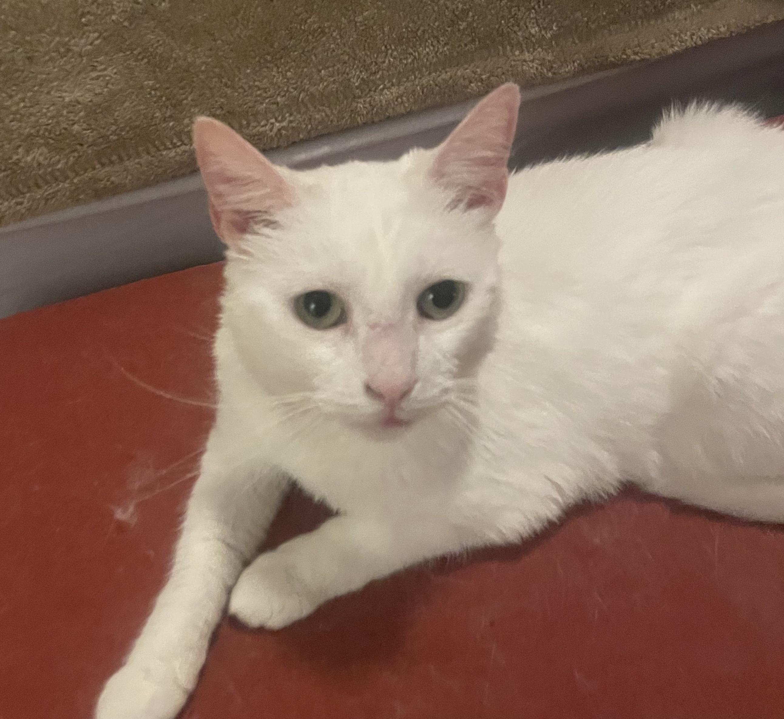 Savannah, a Adoptable Domestic Short Hair in Philadelphia, PA image 2/5