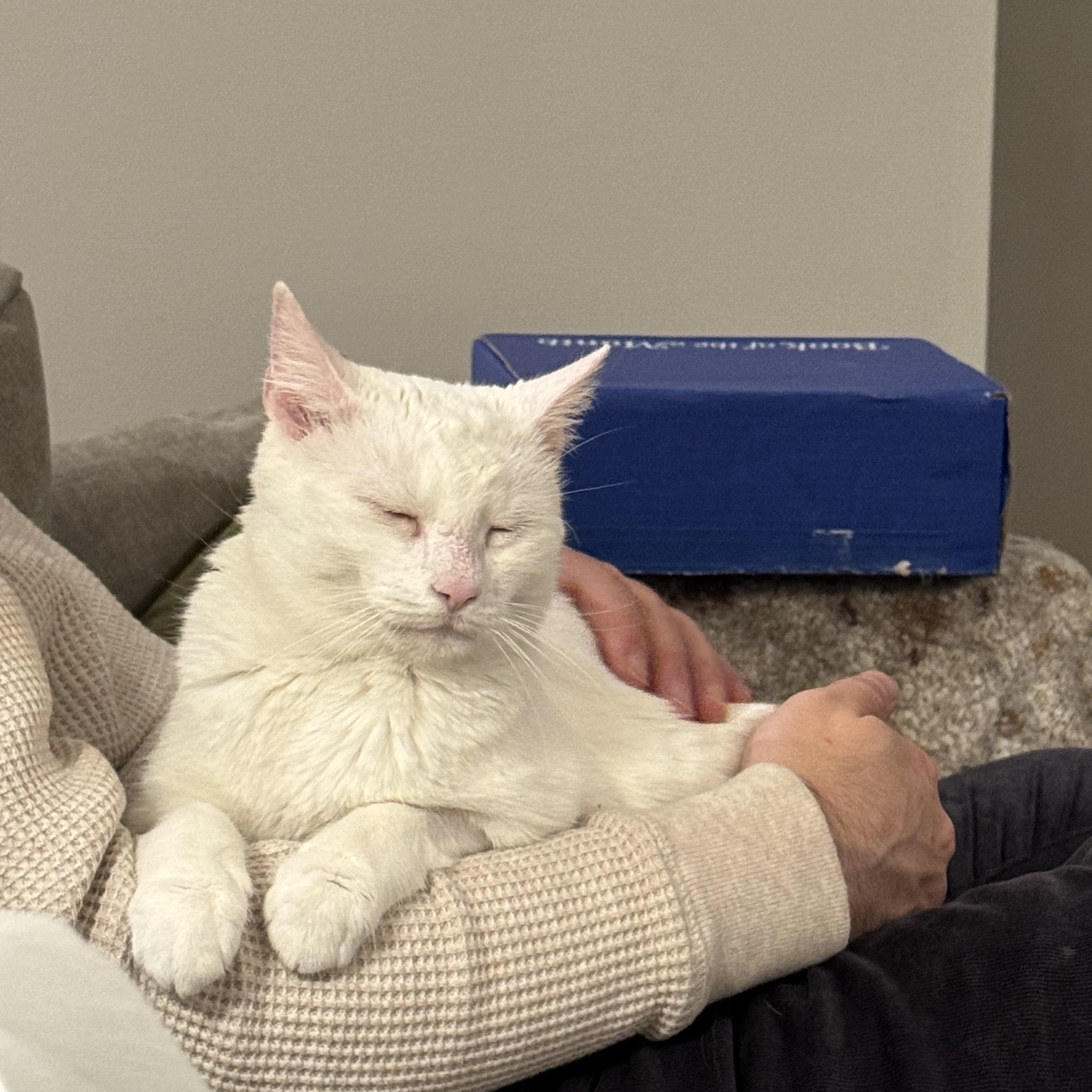 Savannah, a Adoptable Domestic Short Hair in Philadelphia, PA image 1/6