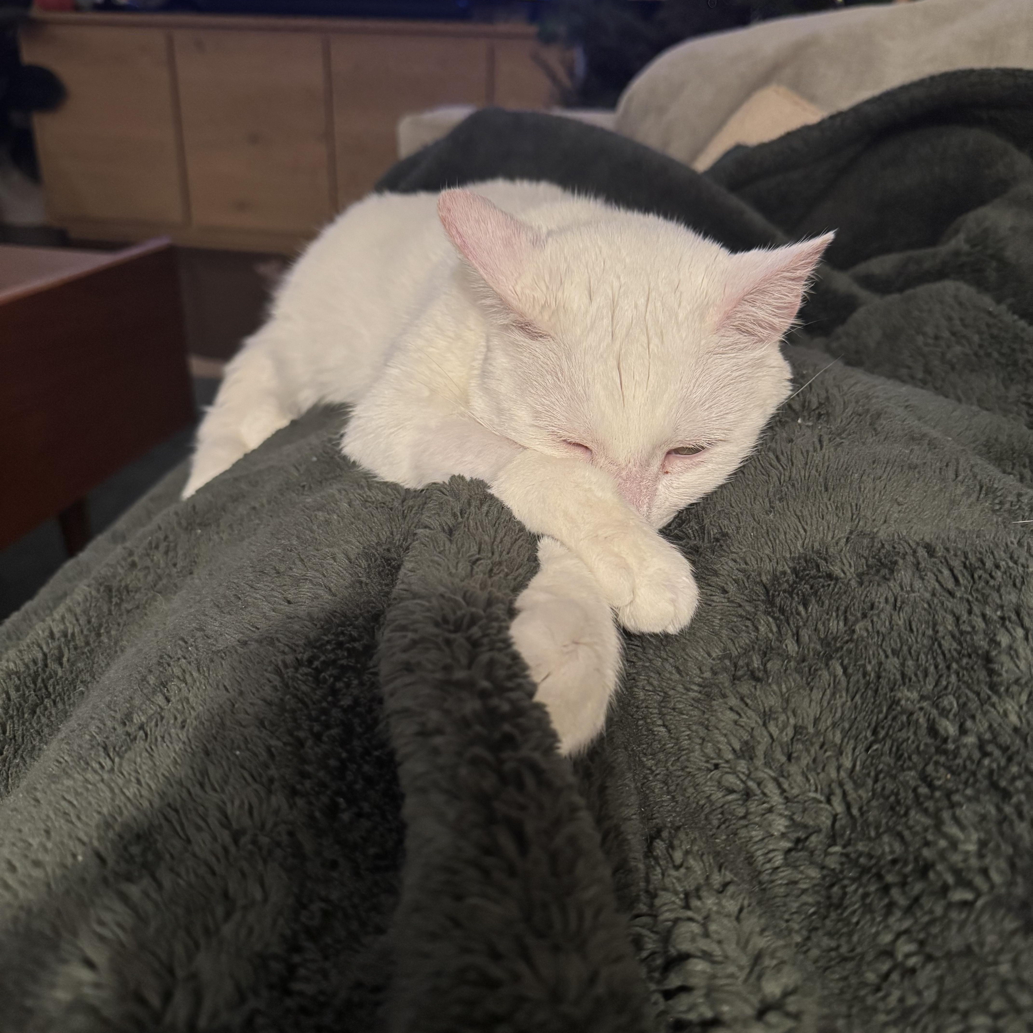 Savannah, a Adoptable Domestic Short Hair in Philadelphia, PA image 2/6