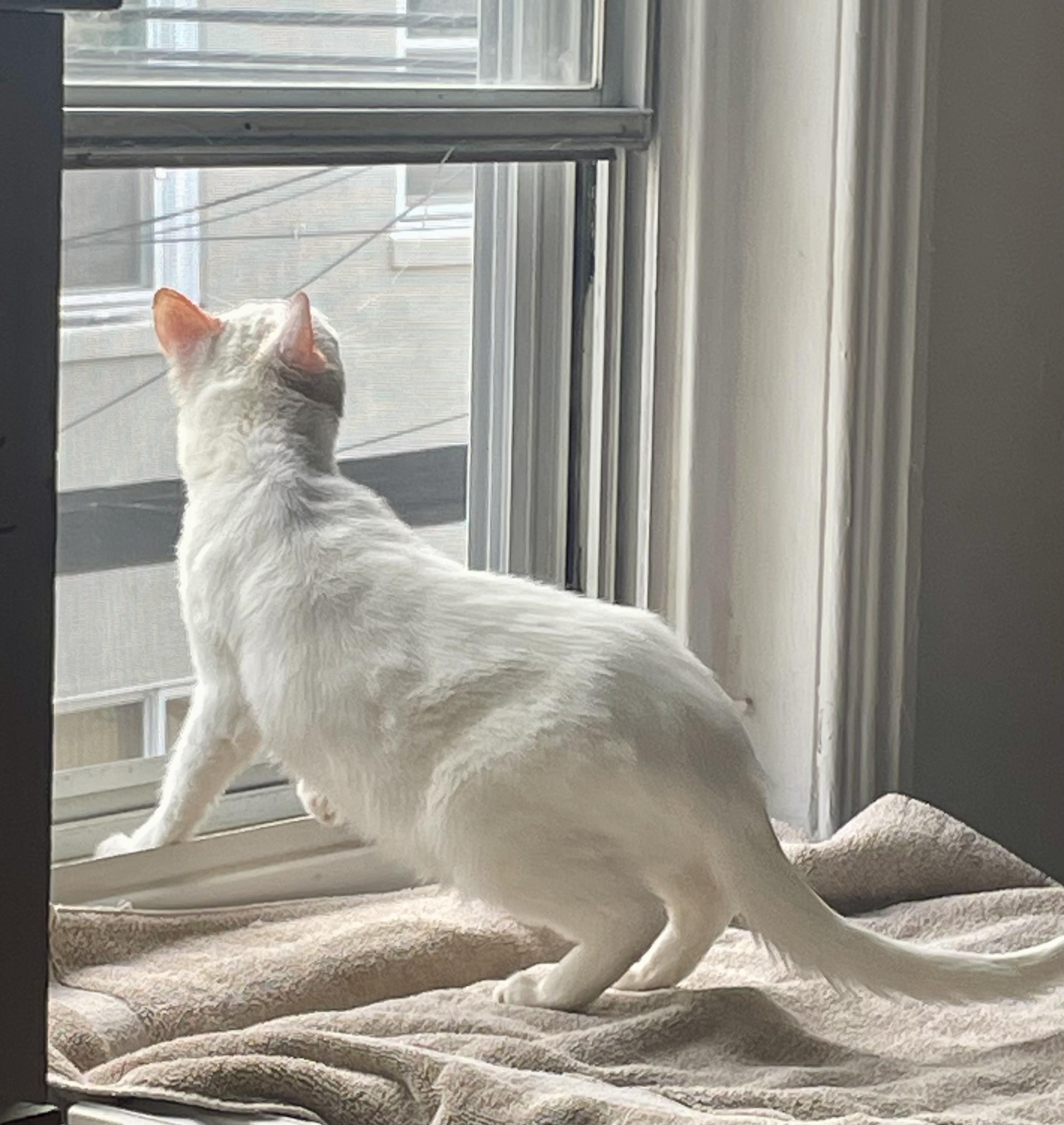 Savannah, a Adoptable Domestic Short Hair in Philadelphia, PA image 5/5